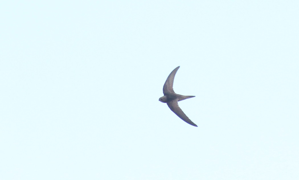 Common Swift