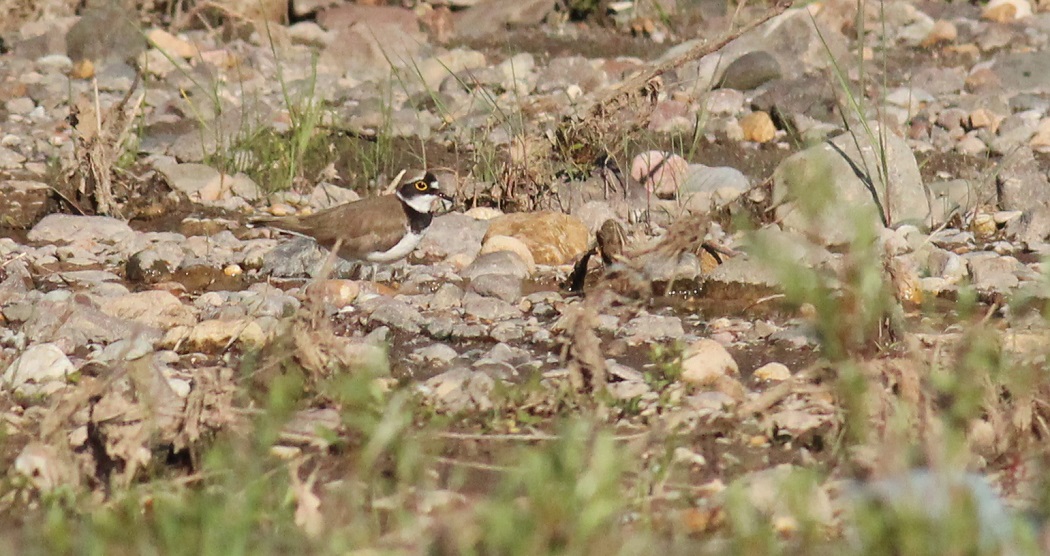 Little Ringed Plover