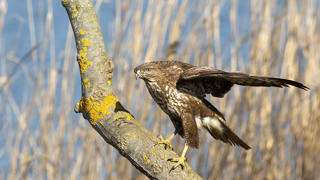 Common Buzzard