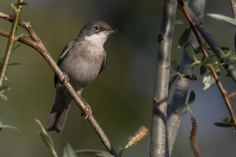 Common Whitethroat