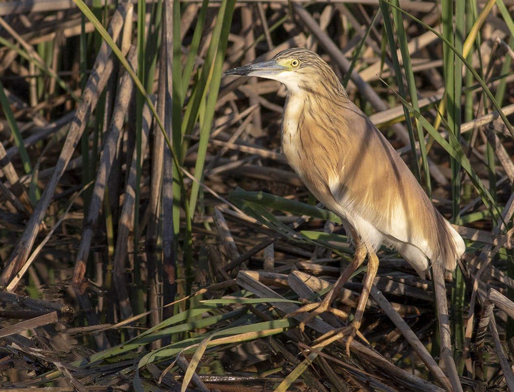 Squacco Heron