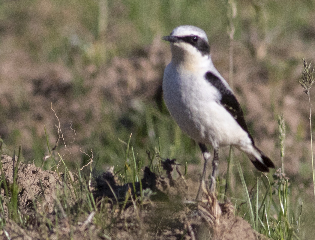 Northern Wheatear
