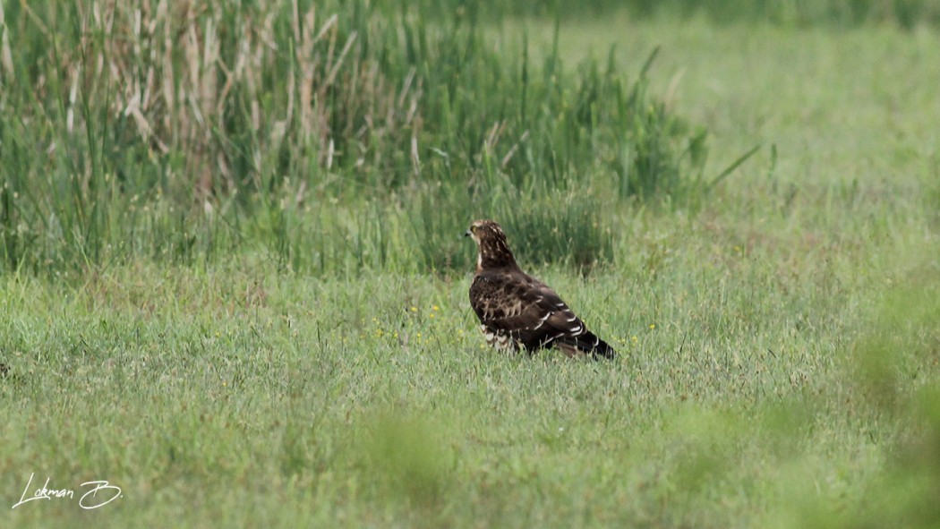 European Honey Buzzard