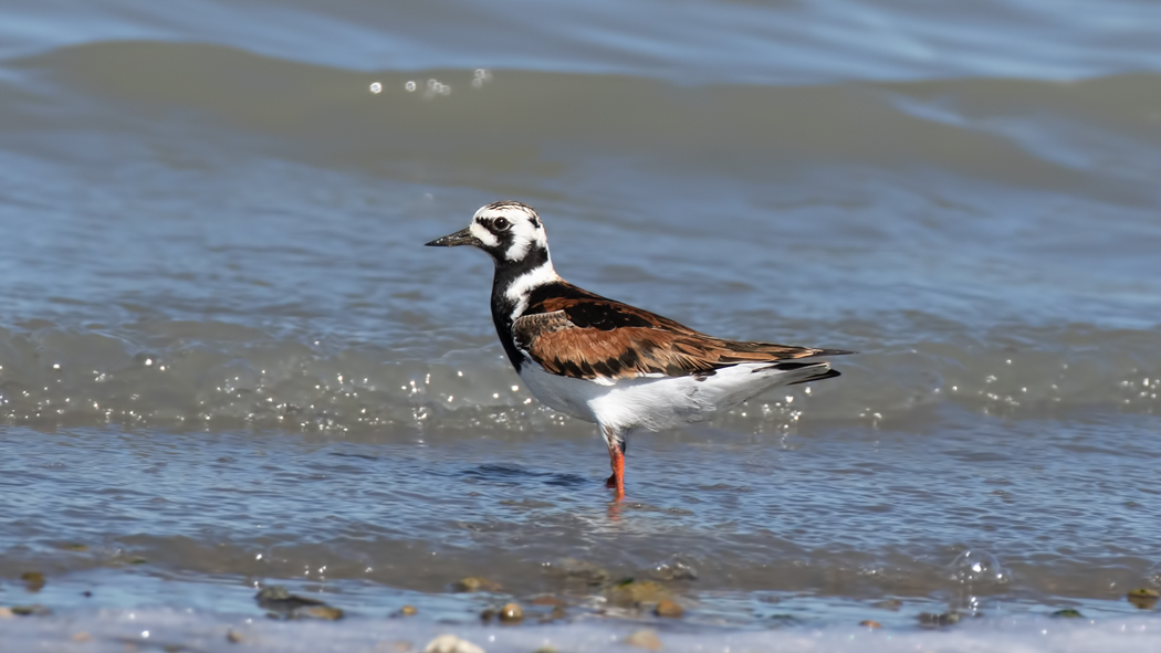 Ruddy Turnstone