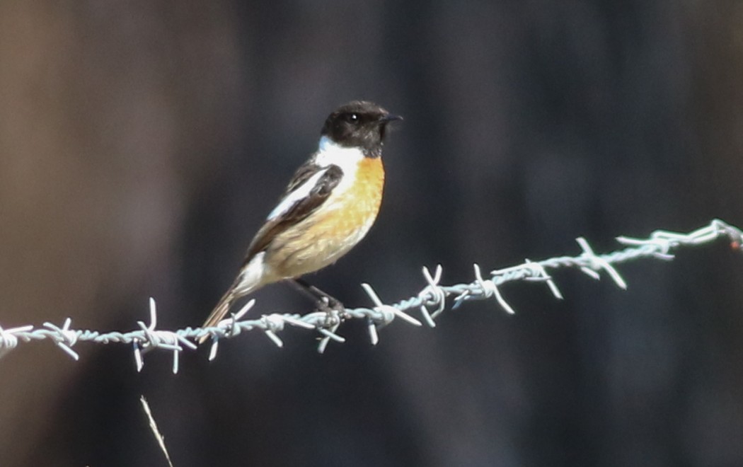 Siberian Stonechat