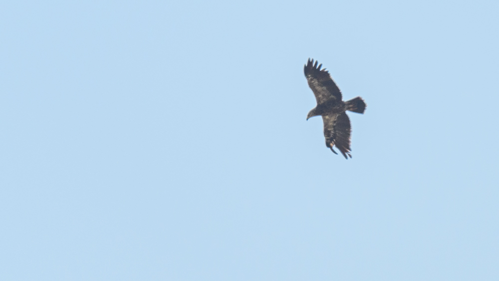 Lesser Spotted Eagle
