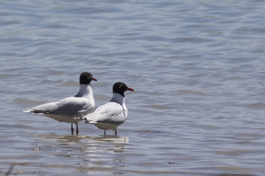 Mediterranean Gull
