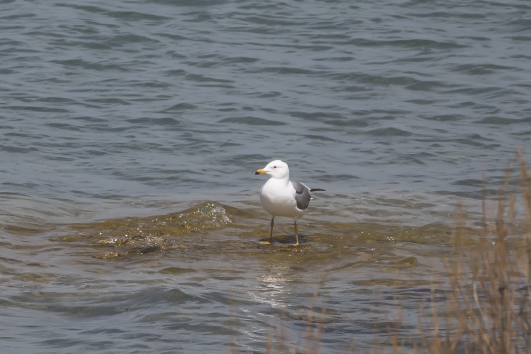 Armenian Gull