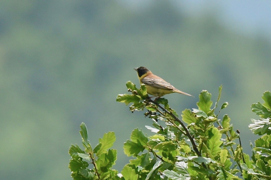 Black-headed Bunting
