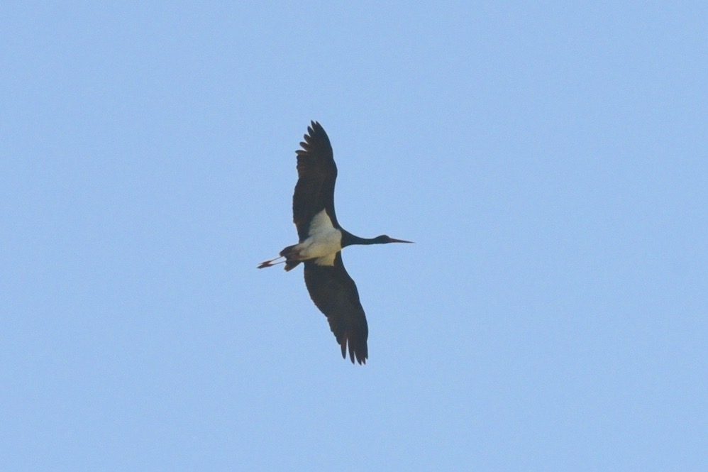 Black Stork