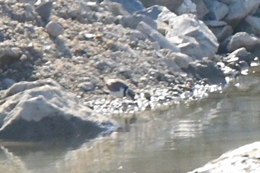 Common Ringed Plover