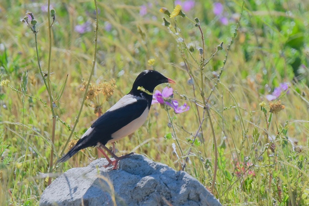 Rosy Starling