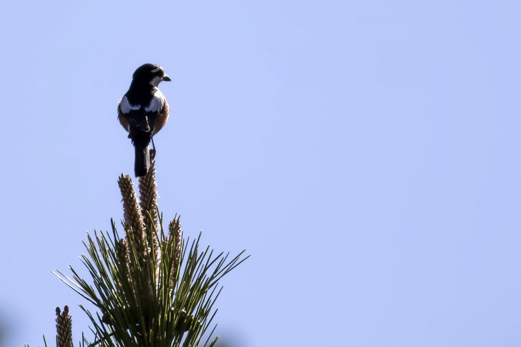 Masked Shrike