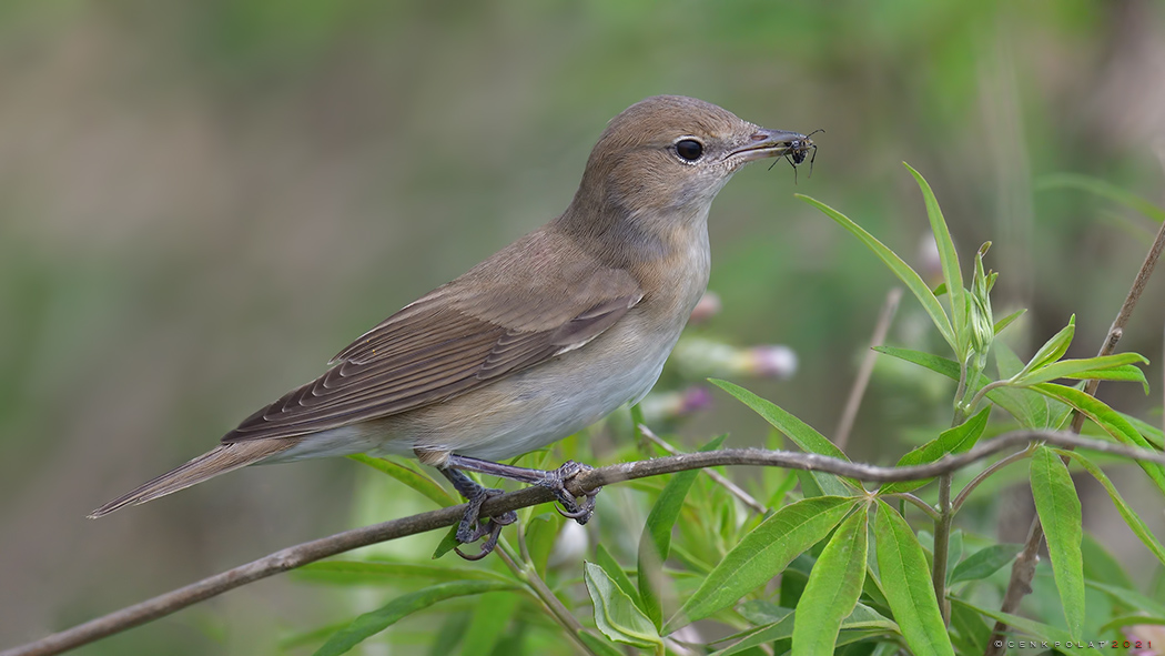 Garden Warbler