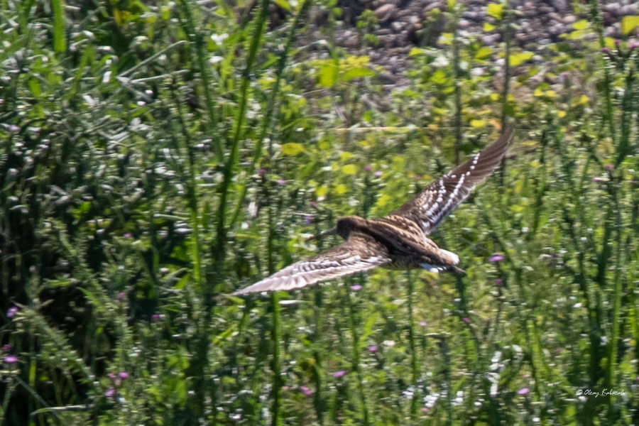 Great Snipe