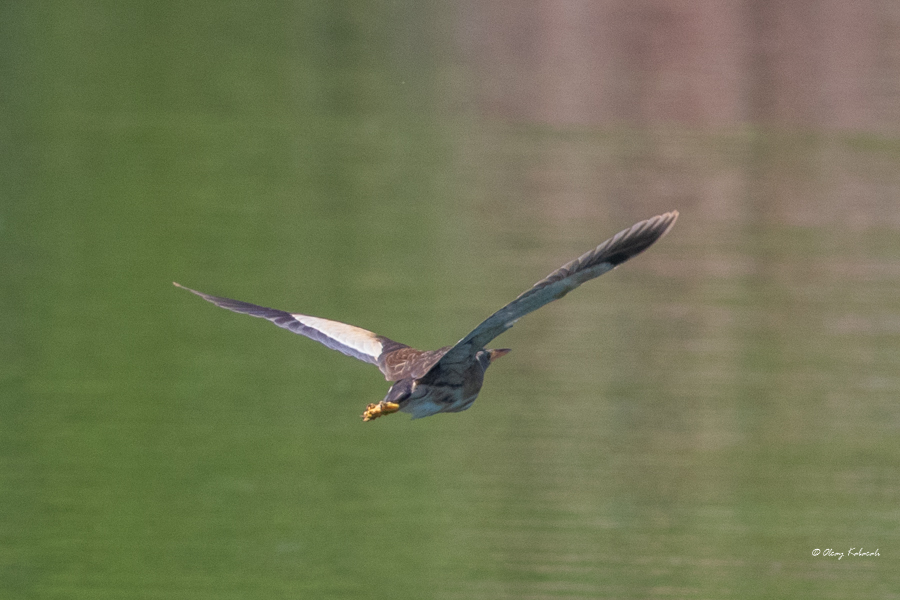 Little Bittern