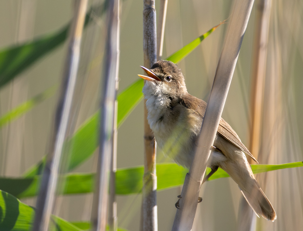 Great Reed Warbler