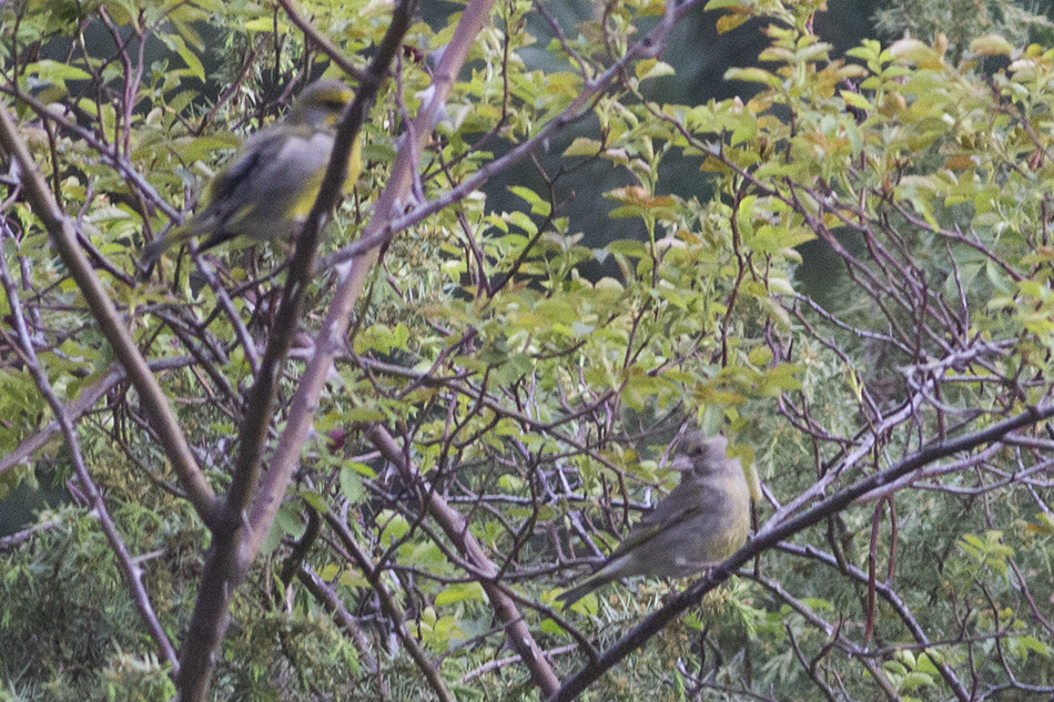 European Greenfinch