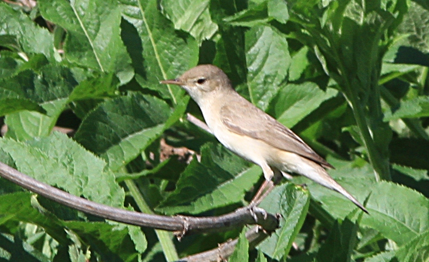 Eastern Olivaceous Warbler