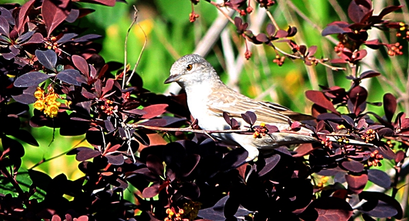 Barred Warbler