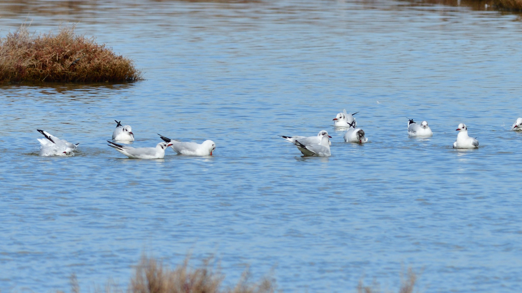 Black-headed Gull