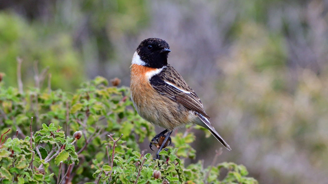 European Stonechat