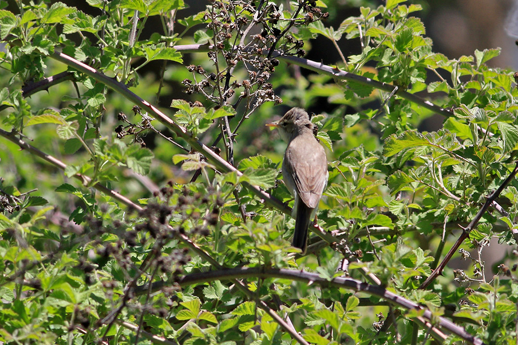 Eastern Olivaceous Warbler