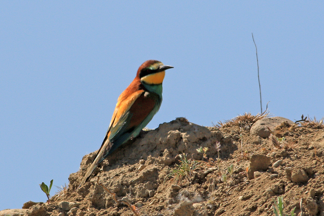 European Bee-eater