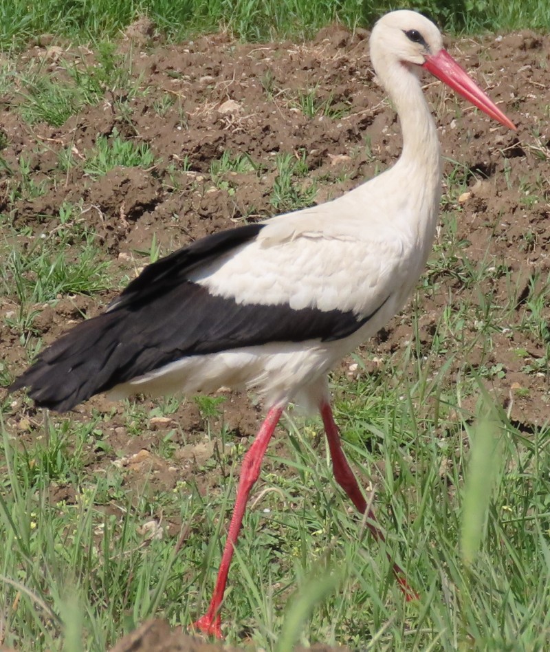 White Stork