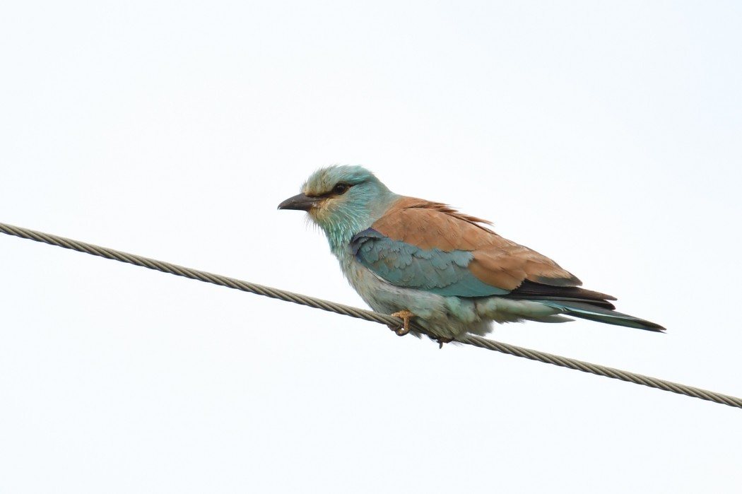 European Roller