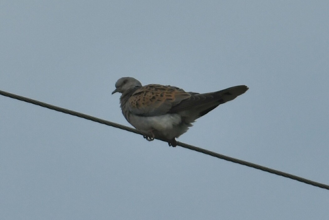 European Turtle Dove