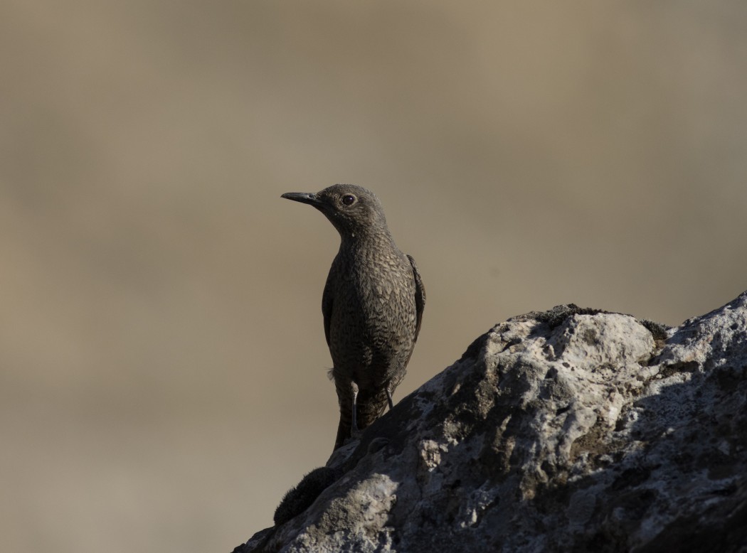 Blue Rock Thrush