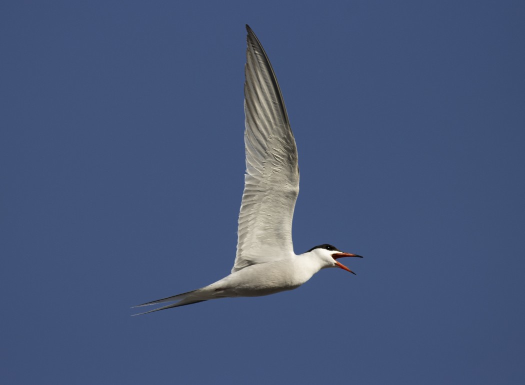 Common Tern