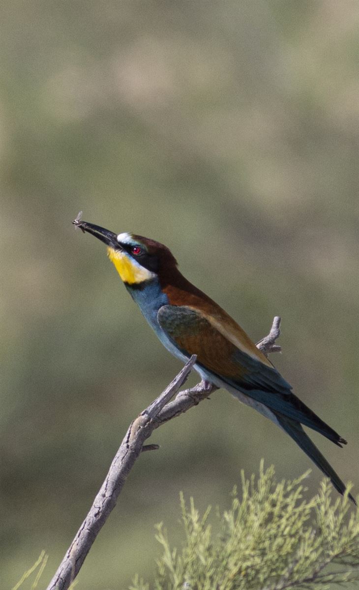 European Bee-eater