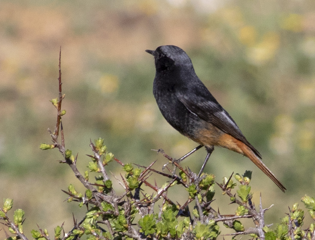 Black Redstart