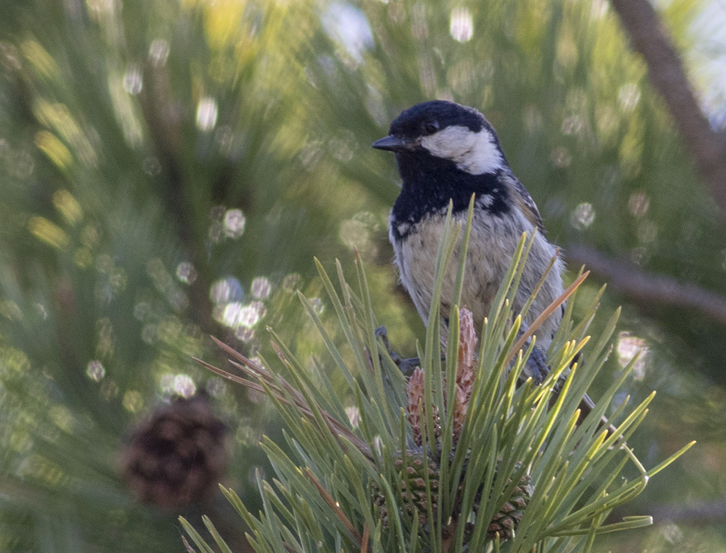 Coal Tit