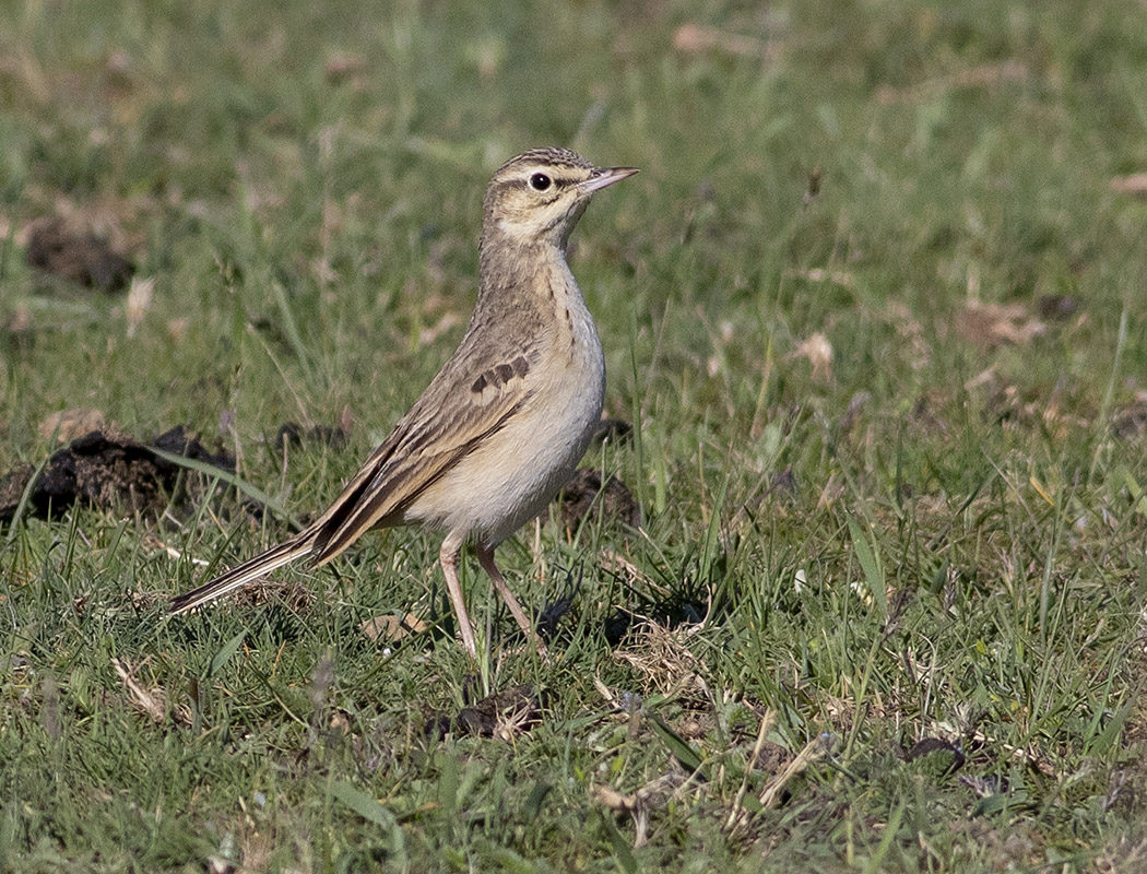 Tawny Pipit