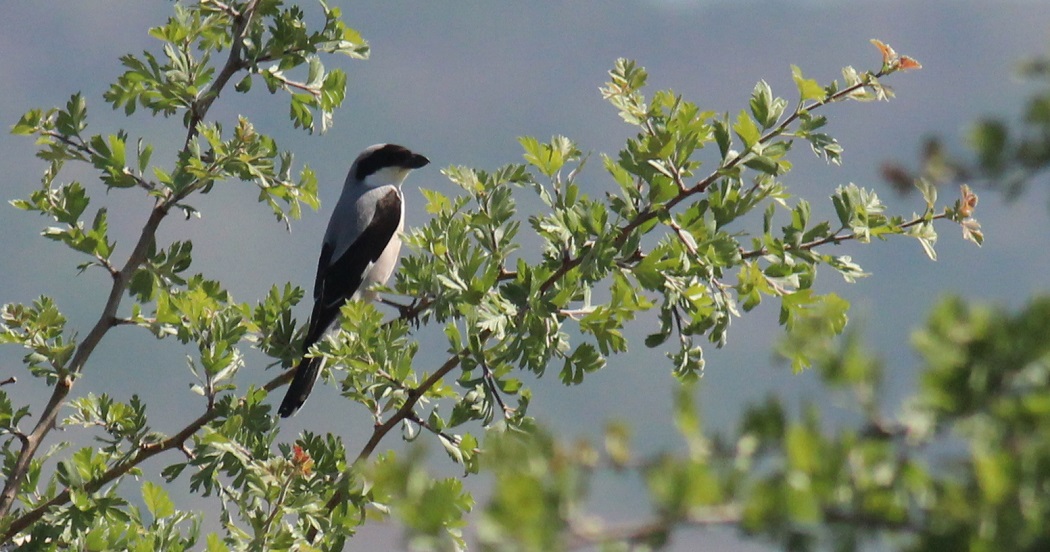 Lesser Grey Shrike
