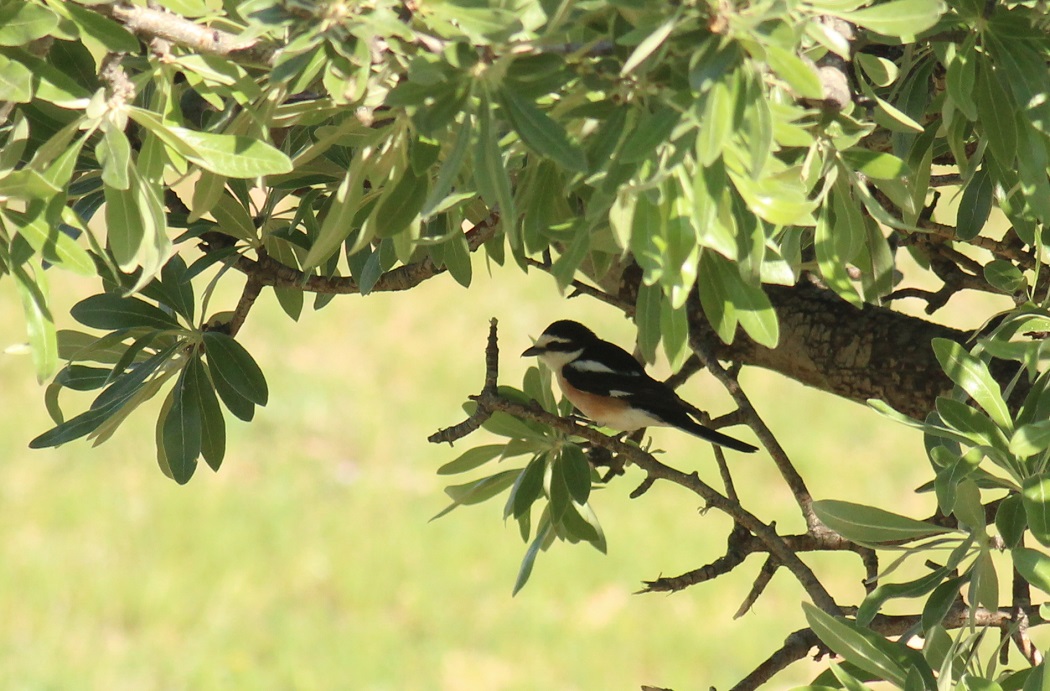 Masked Shrike