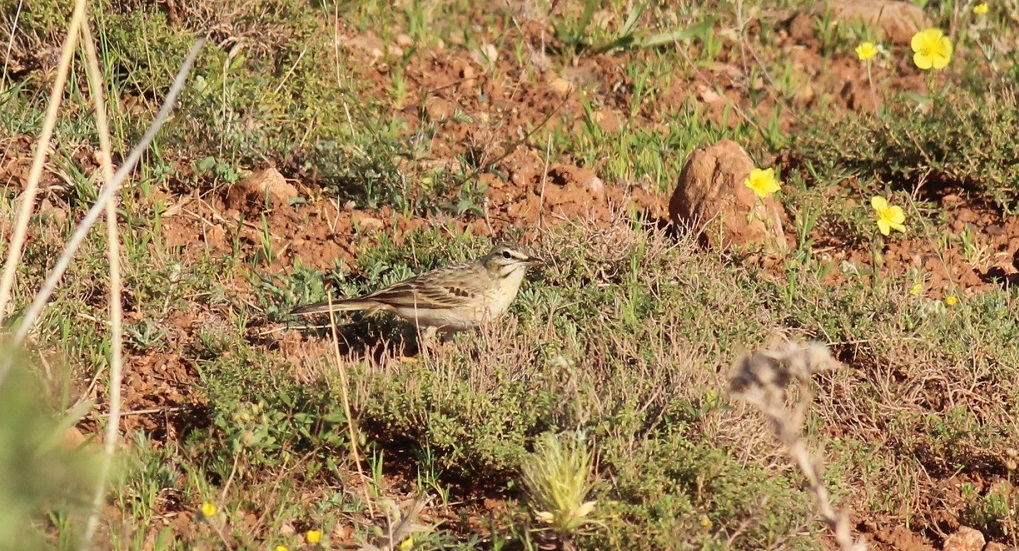 Tawny Pipit