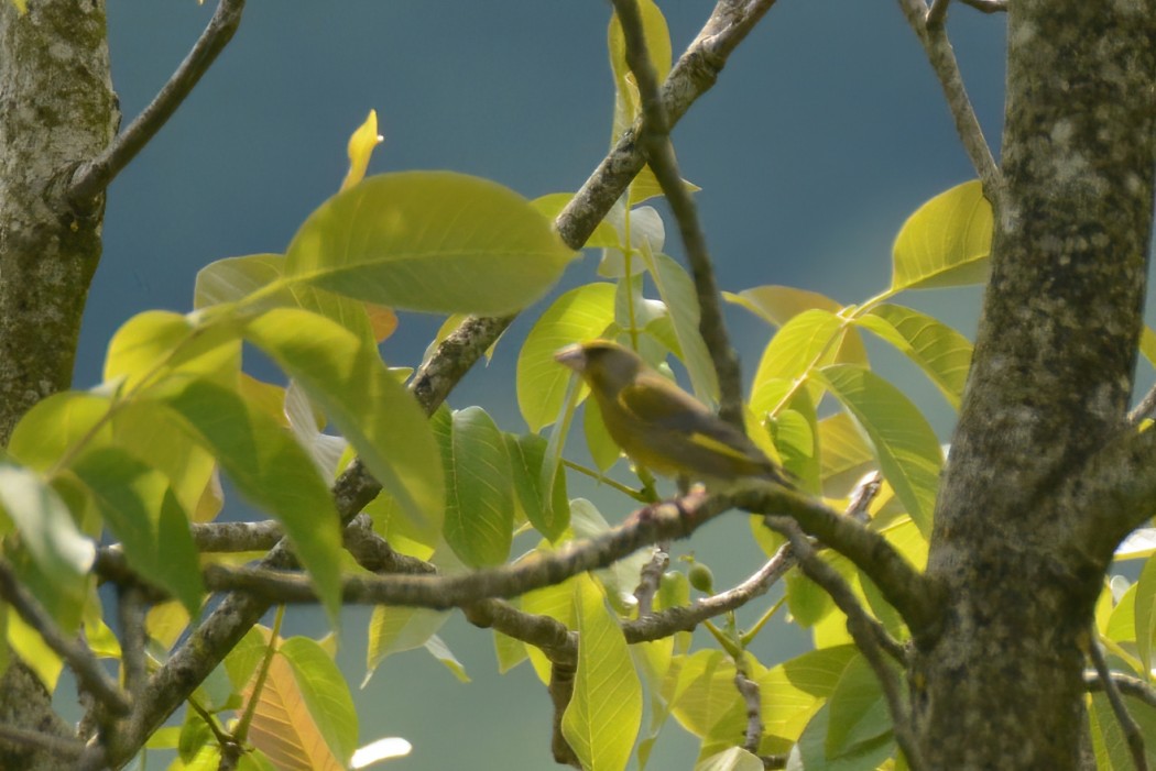 European Greenfinch