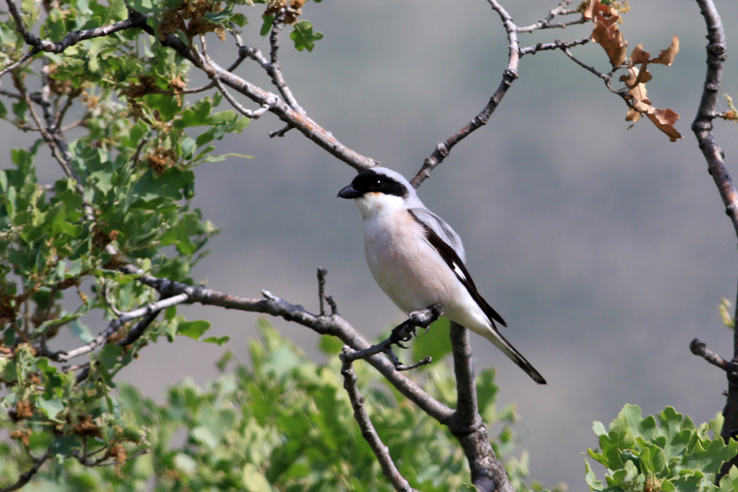 Lesser Grey Shrike