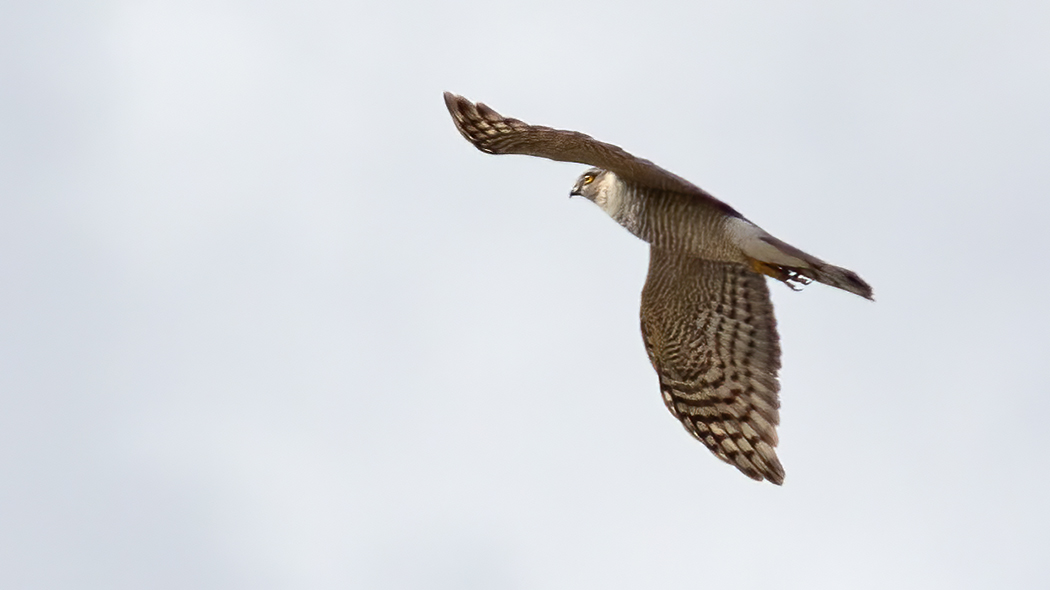 Eurasian Sparrowhawk