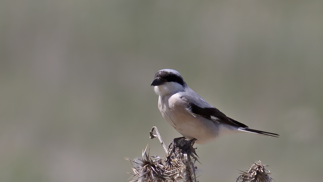 Lesser Grey Shrike