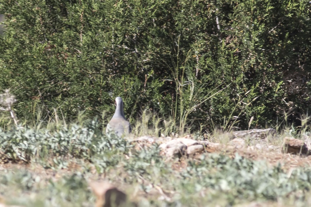Chukar Partridge