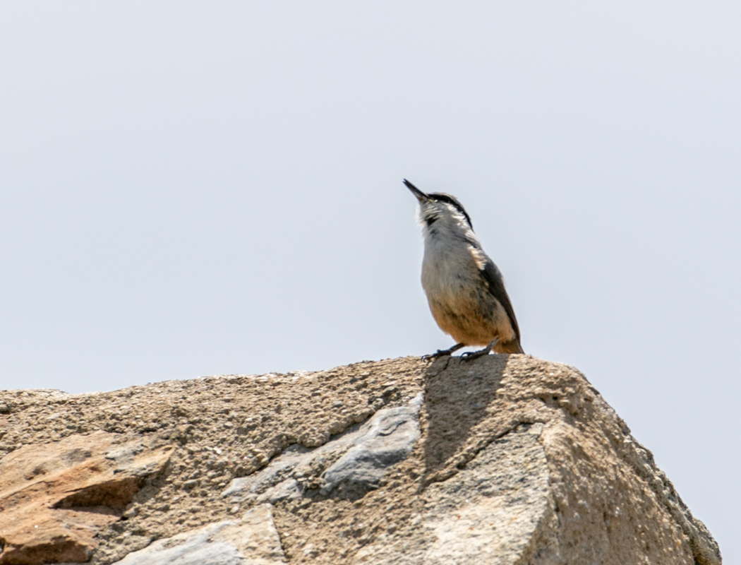 Eurasian Nuthatch