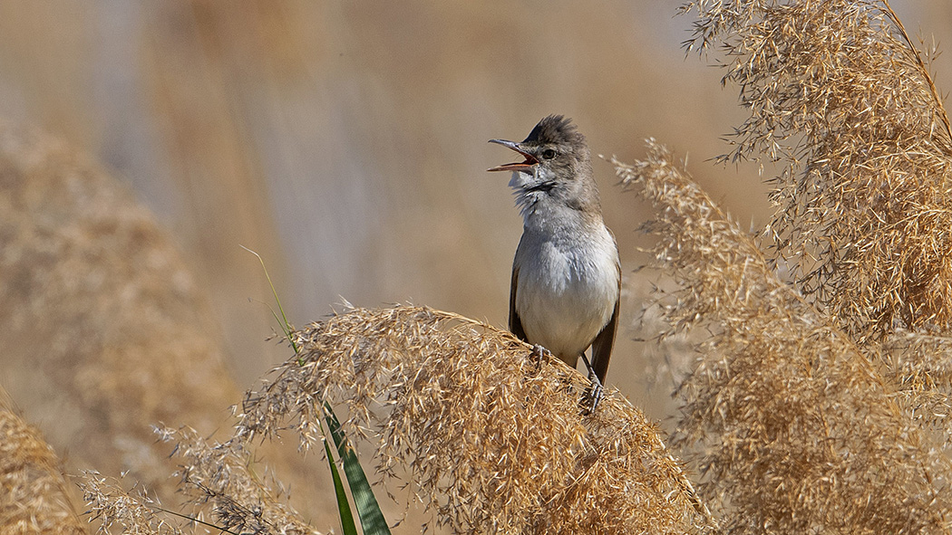 Great Reed Warbler