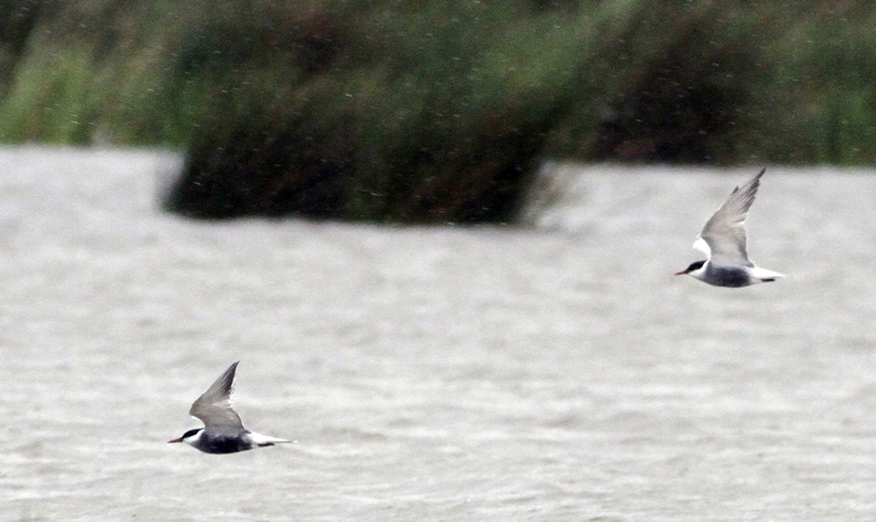 Whiskered Tern