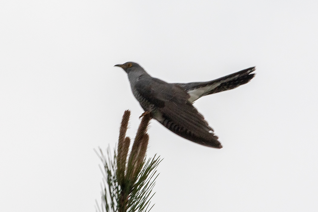 Common Cuckoo