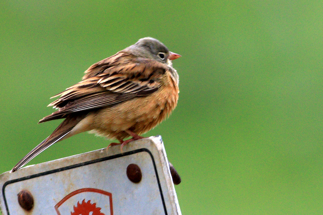 Ortolan Bunting